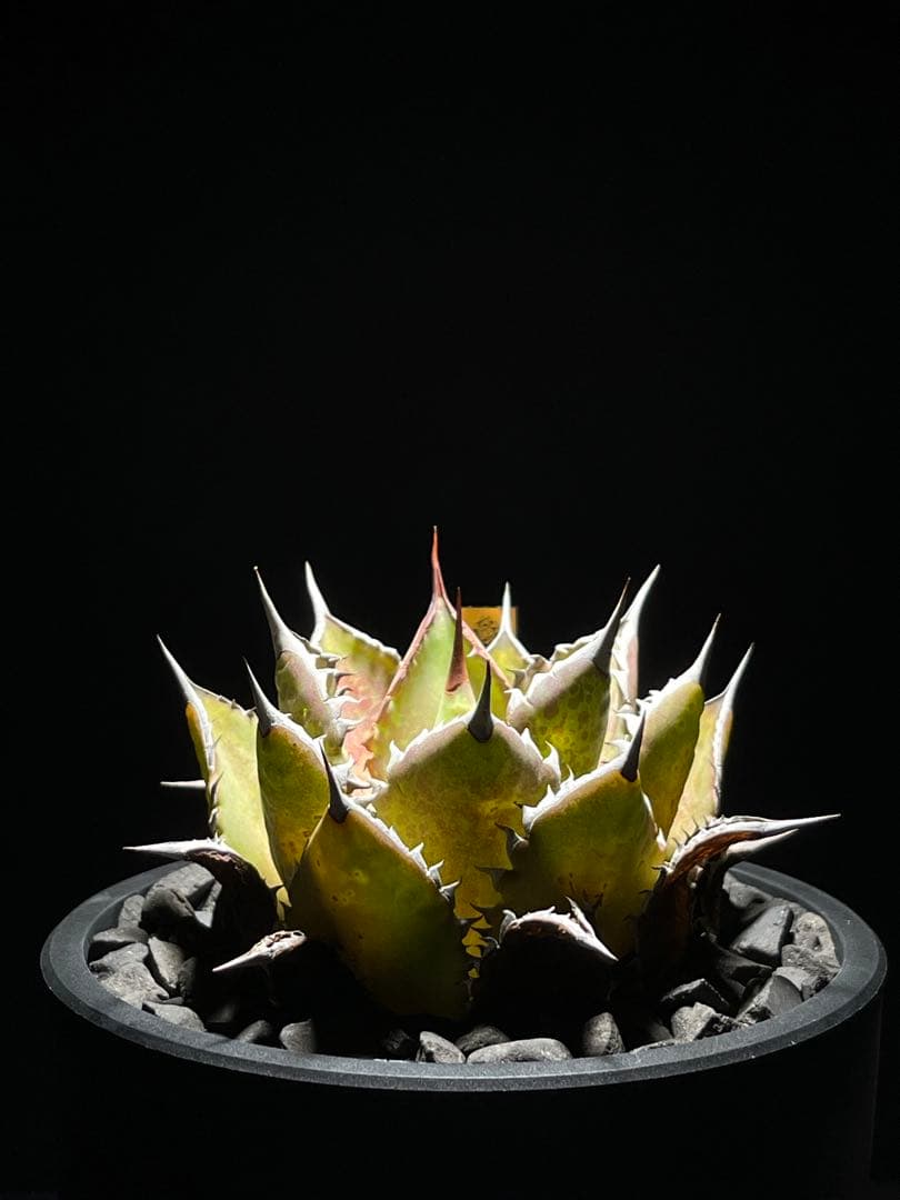 Agave Hybrid \"黑火焔×血雨雷神\"