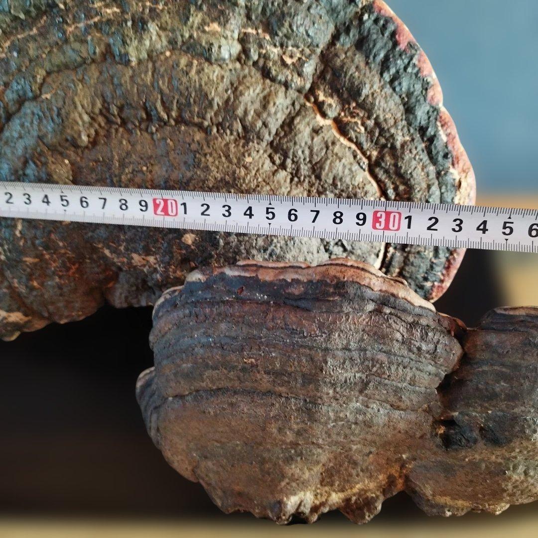 木製アートオブジェクト 置物猿のこしかけ 特大