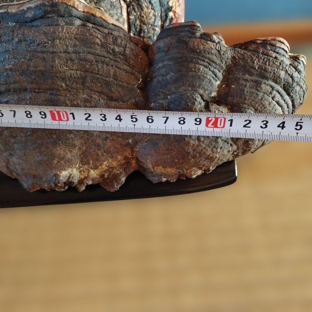 木製アートオブジェクト 置物猿のこしかけ 特大