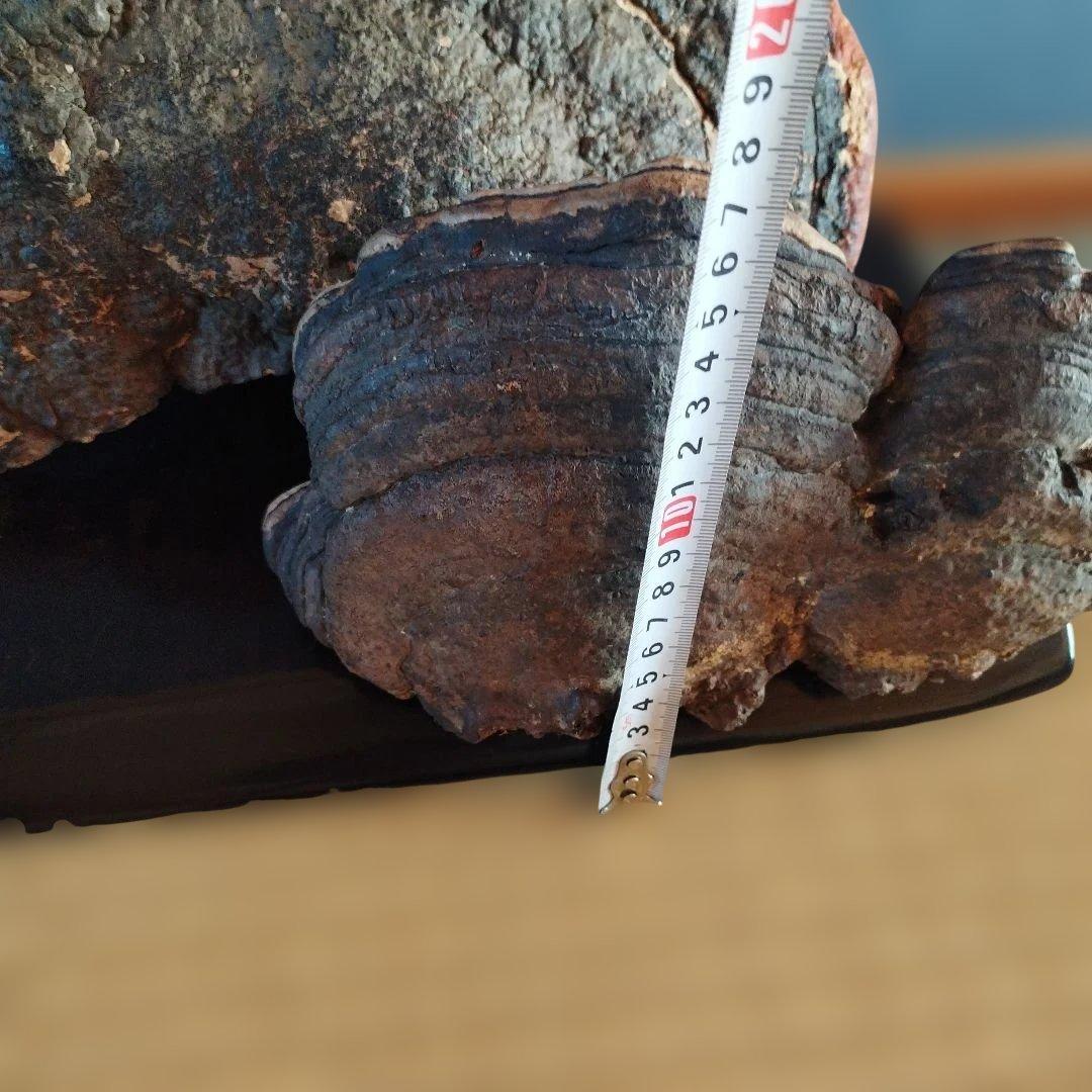 木製アートオブジェクト 置物猿のこしかけ 特大