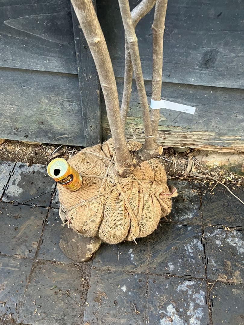 20 山採り　ヤマボウシ