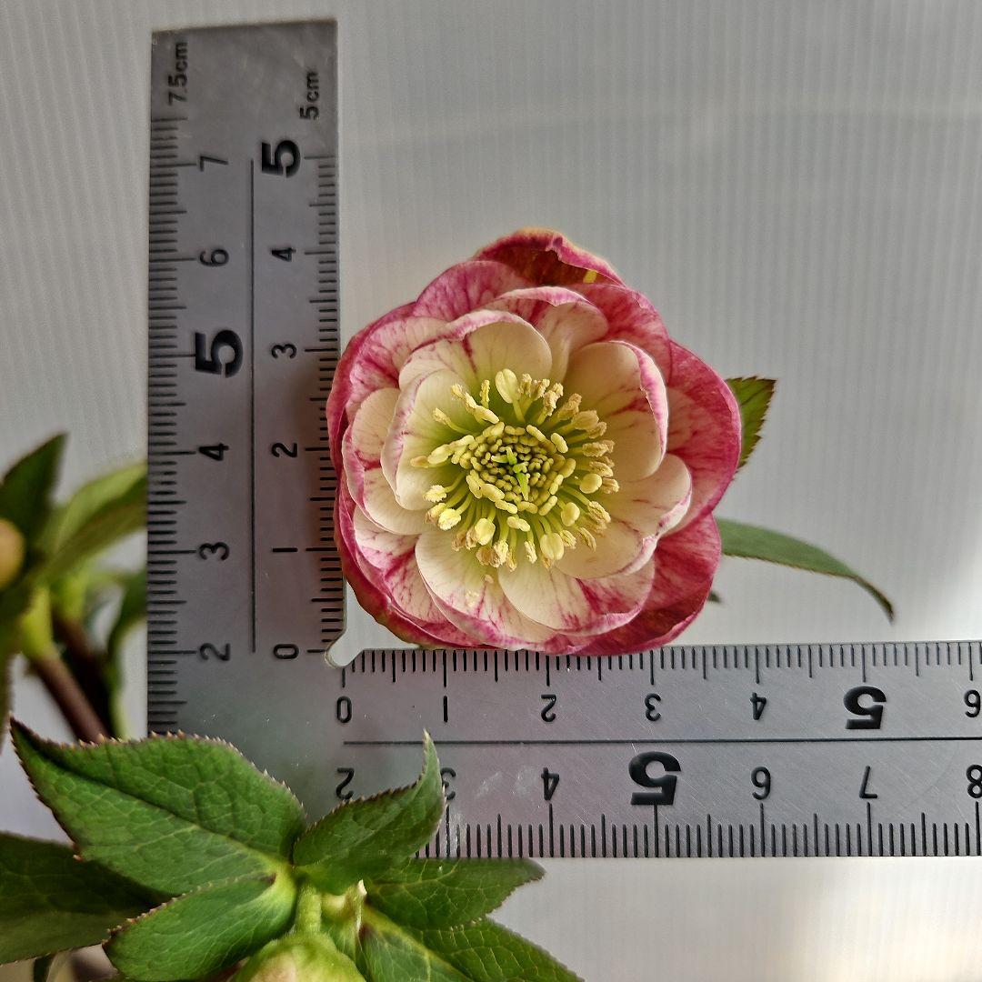 ㉖-391クリスマスローズ