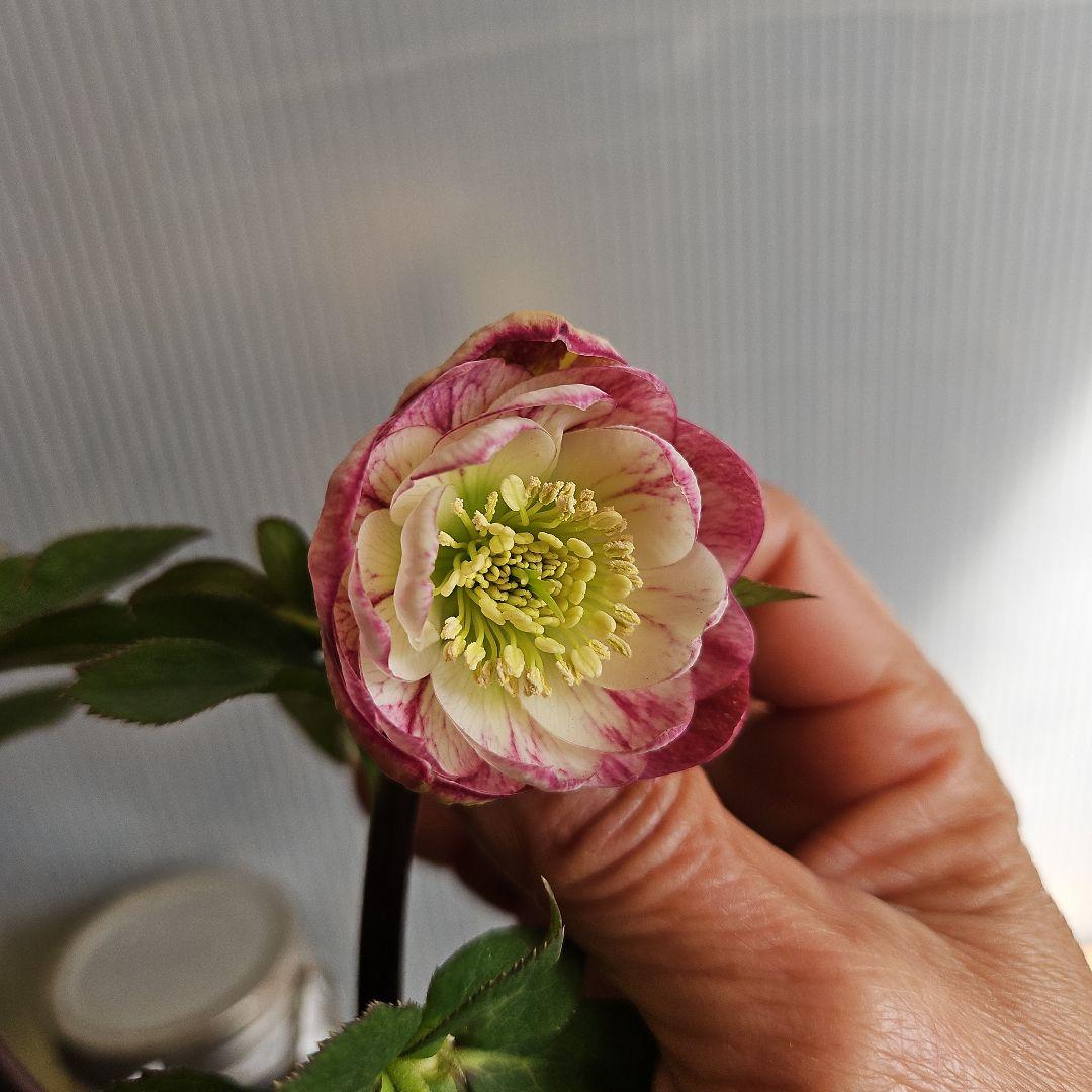 ㉖-391クリスマスローズ