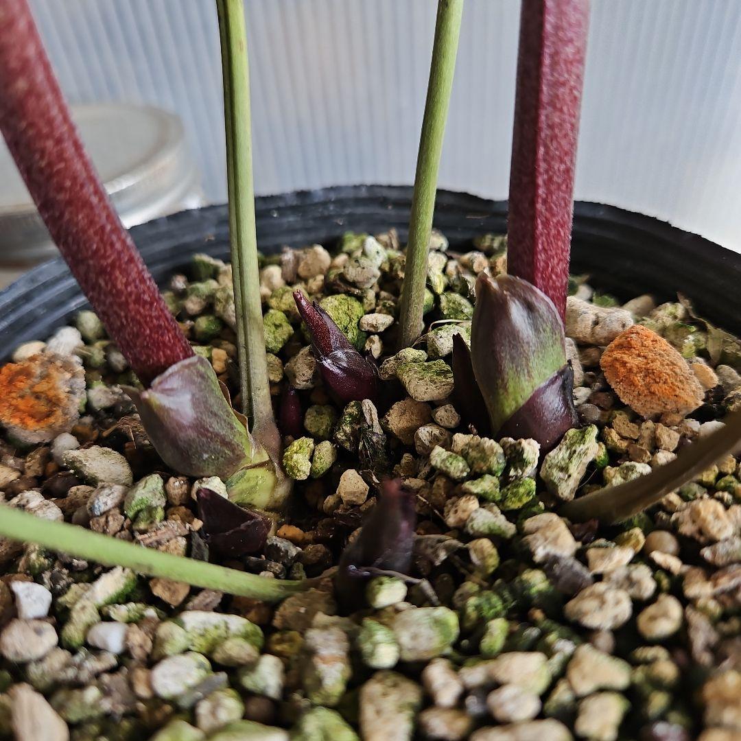 ㉖-391クリスマスローズ