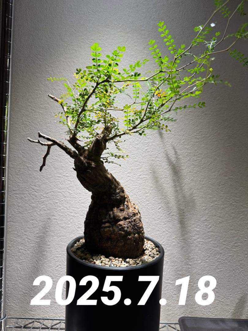 オペルクリカリア パキプス　発根済み　現地球　ベアルート　鉢付き　ボコ肌