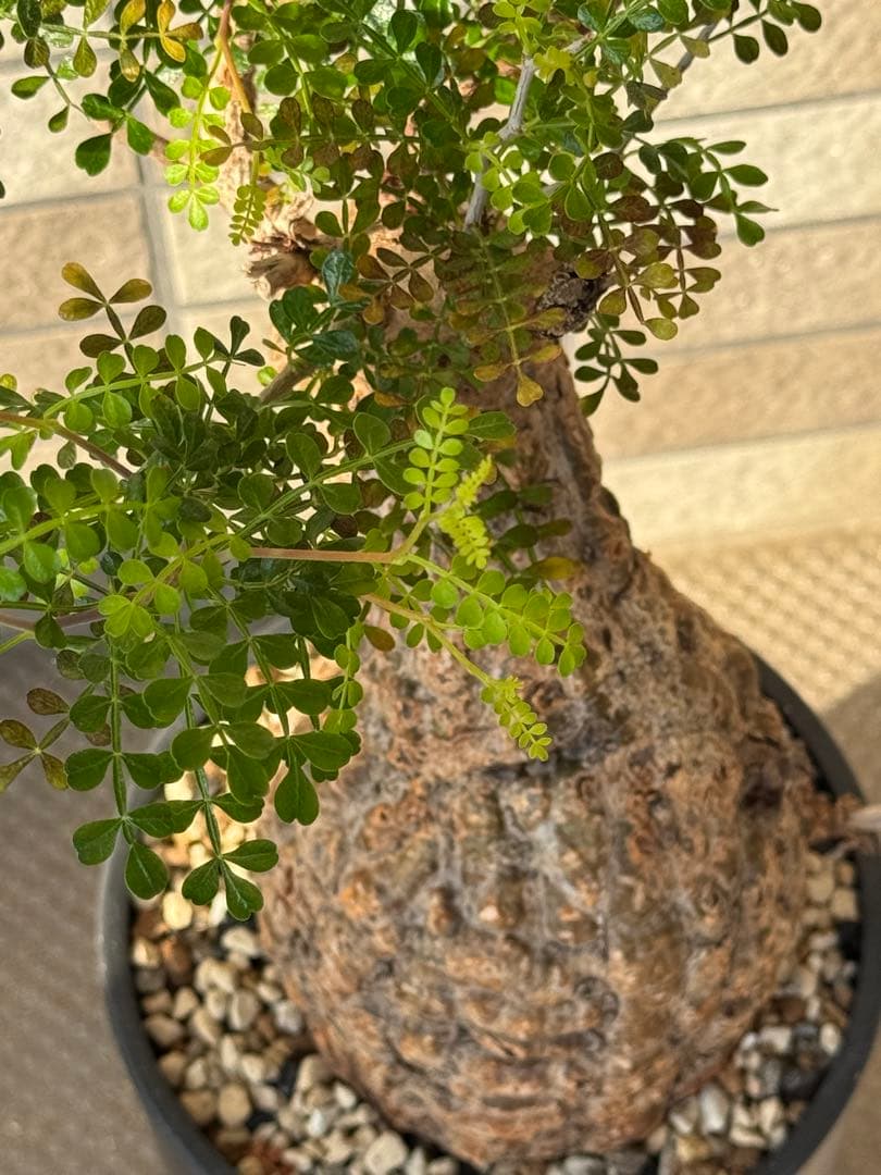 オペルクリカリア パキプス　発根済み　現地球　ベアルート　鉢付き　ボコ肌