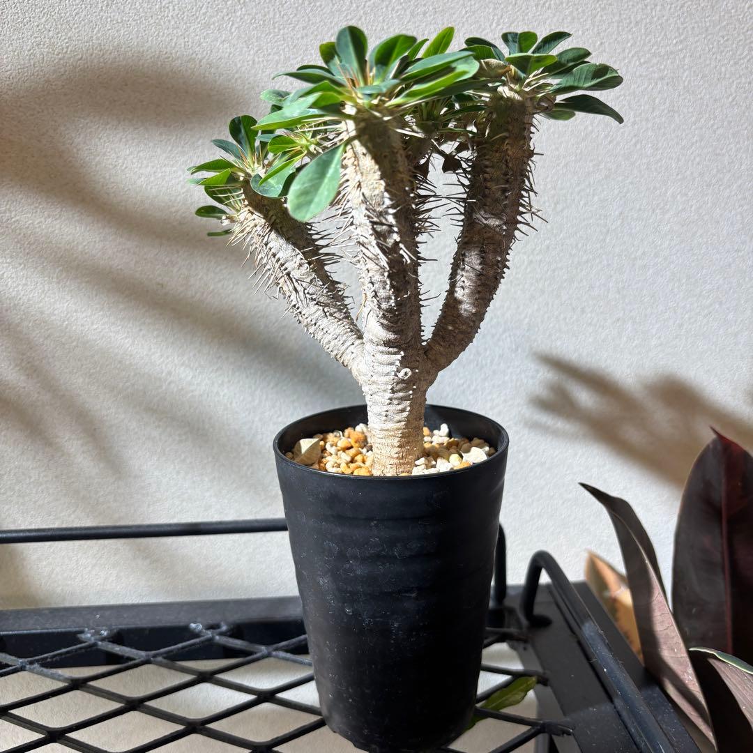 ユーフォルビアギラウミニアナ 4 現地球 良形 鉢ごとメルカリ便発送