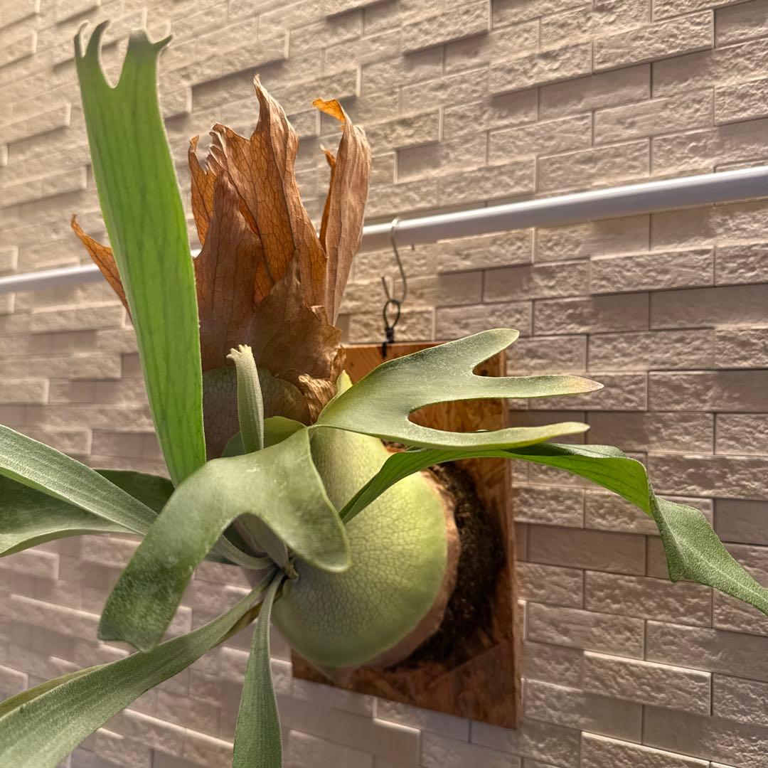 ビカクシダ　P.ペガサス