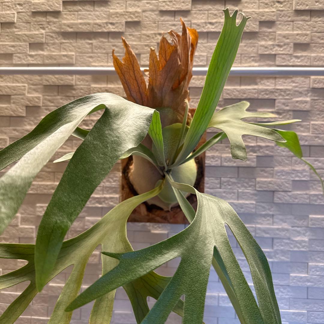 ビカクシダ　P.ペガサス