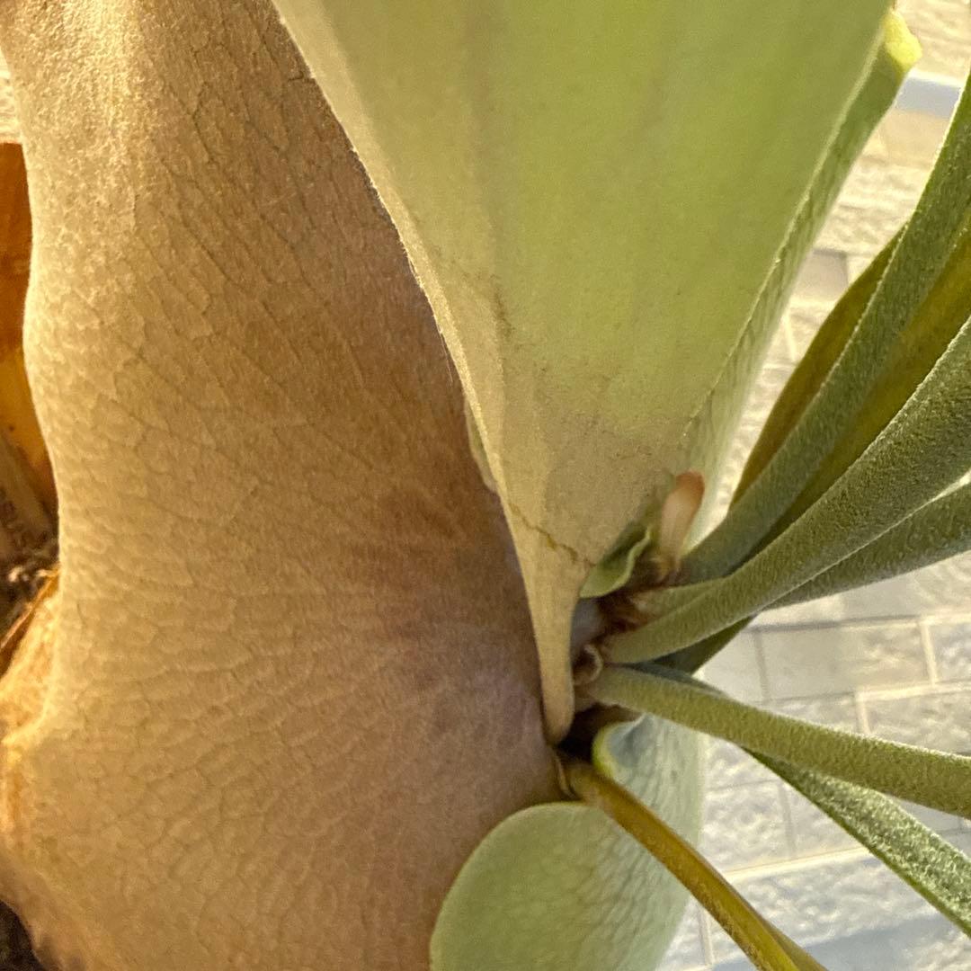 ビカクシダ　P.ペガサス