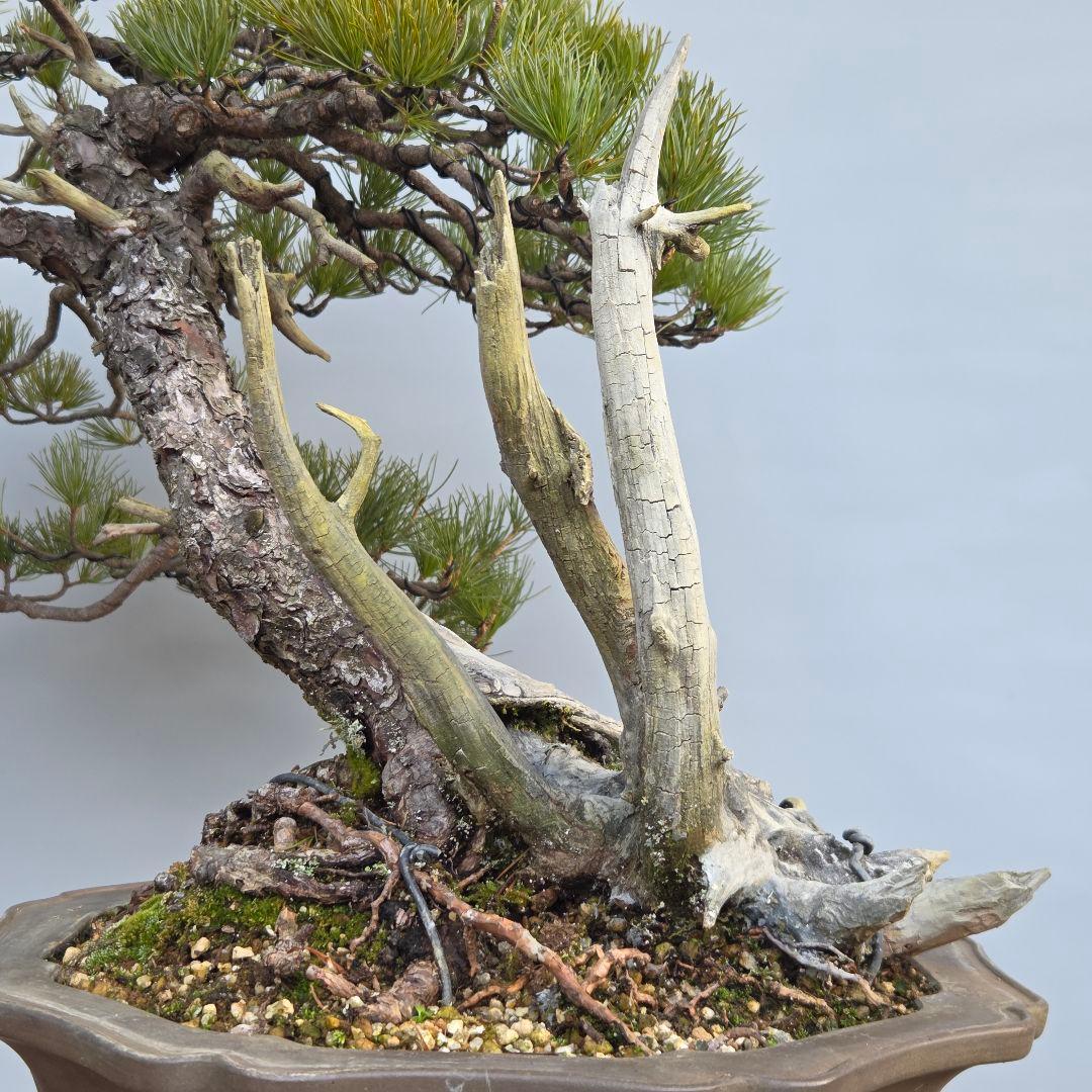 五葉松　山木　[半懸崖]　大品盆栽