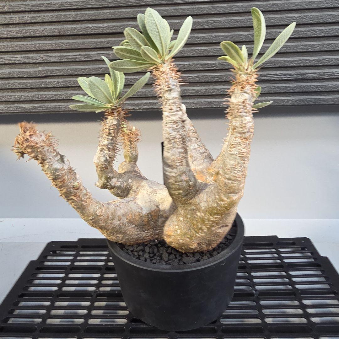 塊根植物 パキポディウム デンシフローラム 現地球 多枝