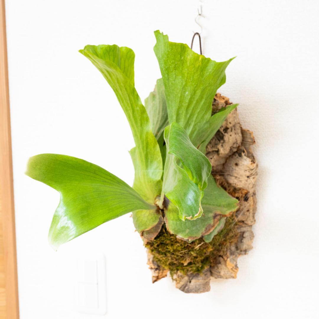 ビカクシダ　ステマリア　コルク付け　大サイズ5