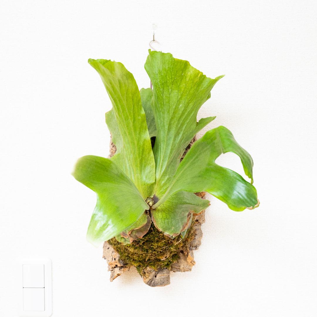 ビカクシダ　ステマリア　コルク付け　大サイズ5