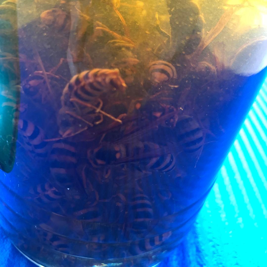 【35年物】スズメバチ焼酎