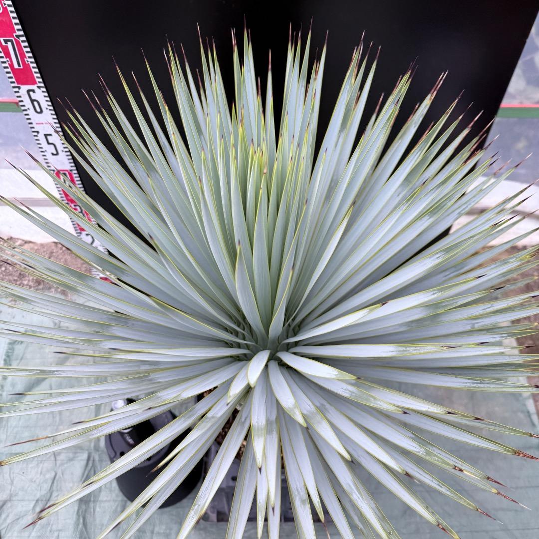 【AL1023】ユッカ　ロストラータ