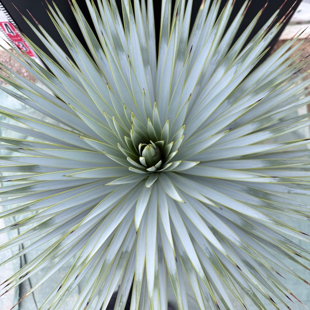 【AL1023】ユッカ　ロストラータ