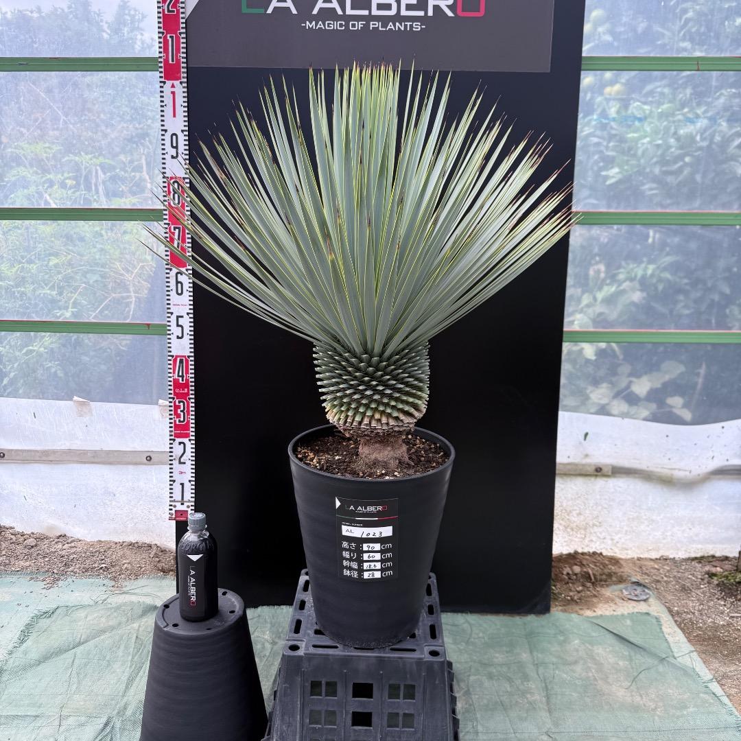 【AL1023】ユッカ　ロストラータ