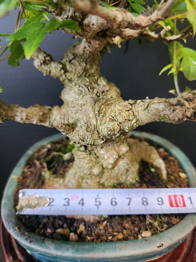 楓 かえで 楓盆栽 楓盆栽 小品盆栽 足元極太