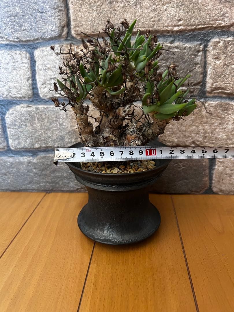 現地株 チレコドン レティキュラータス 万物想　渋谷英一作家鉢付き