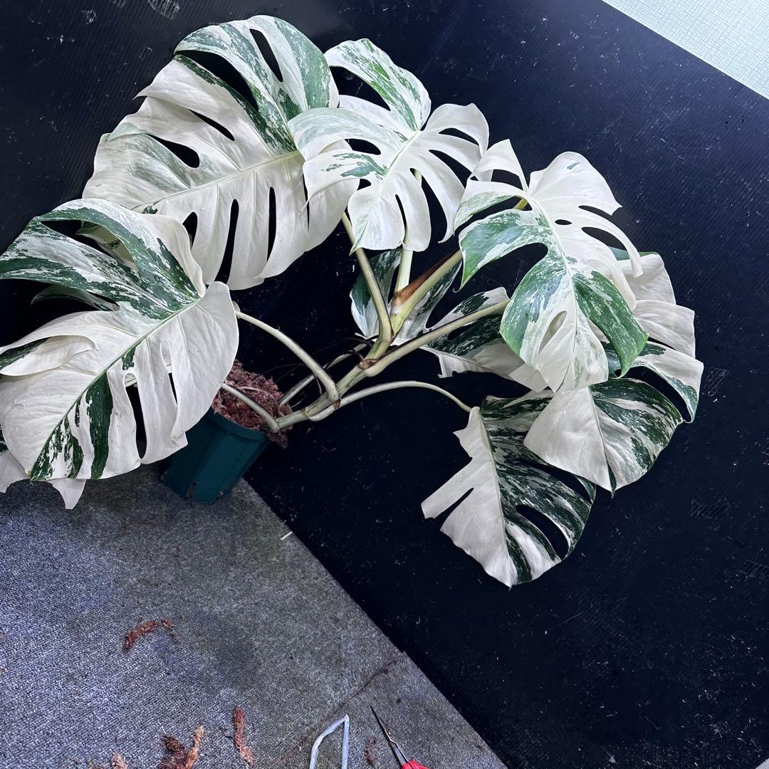 a*i様 様 斑入りモンステラ ホワイトタイガー極美大株72cm白斑多