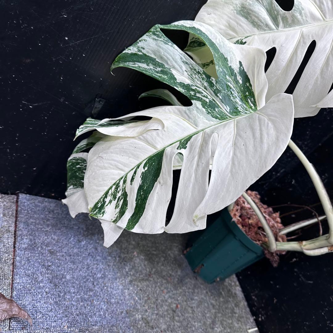 a*i様 様 斑入りモンステラ ホワイトタイガー極美大株72cm白斑多