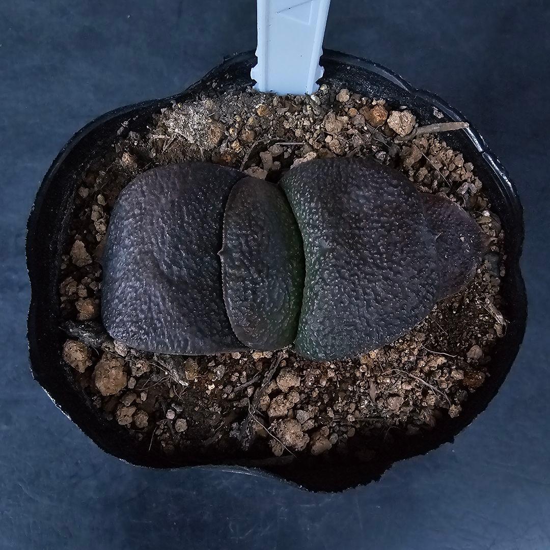 メルカリ便発送&ロウルサンコさんラベル付き☆多肉植物 ガステリア 臥牛 王頭