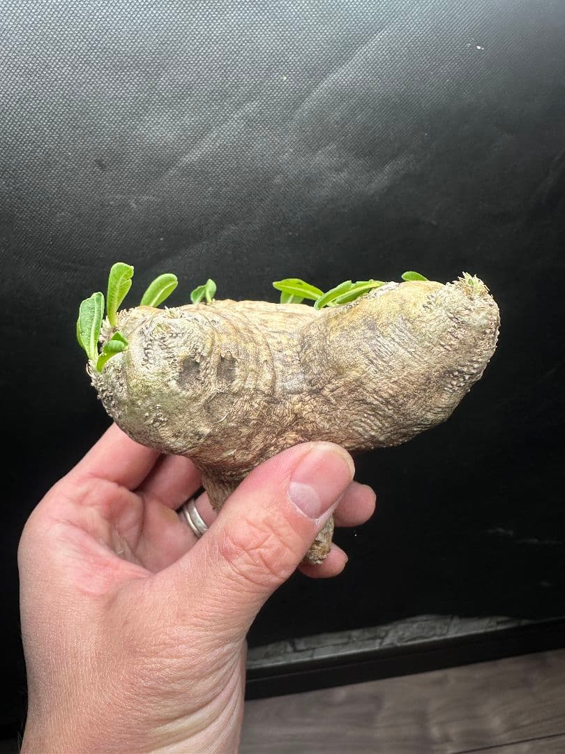 【パキポディウム_ブレビカウレ】恵比寿笑 現地球 40