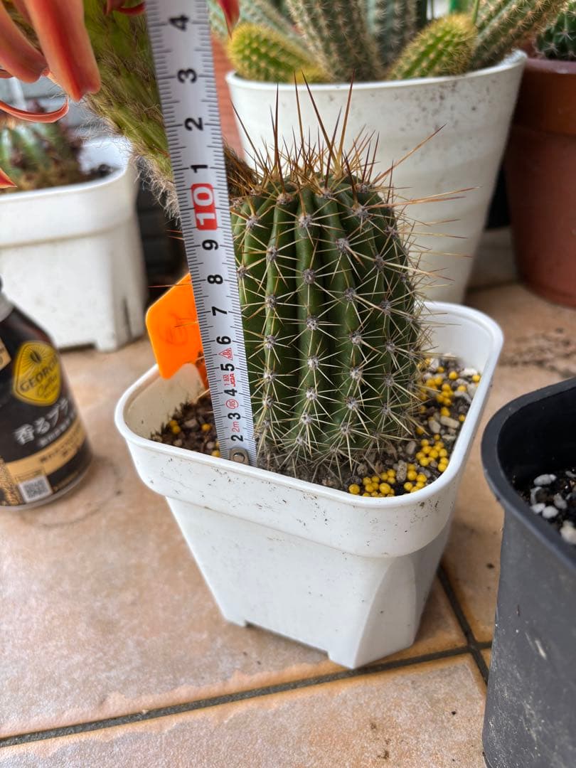 【現品】多肉植物　大型大輪咲花サボテン 星火2