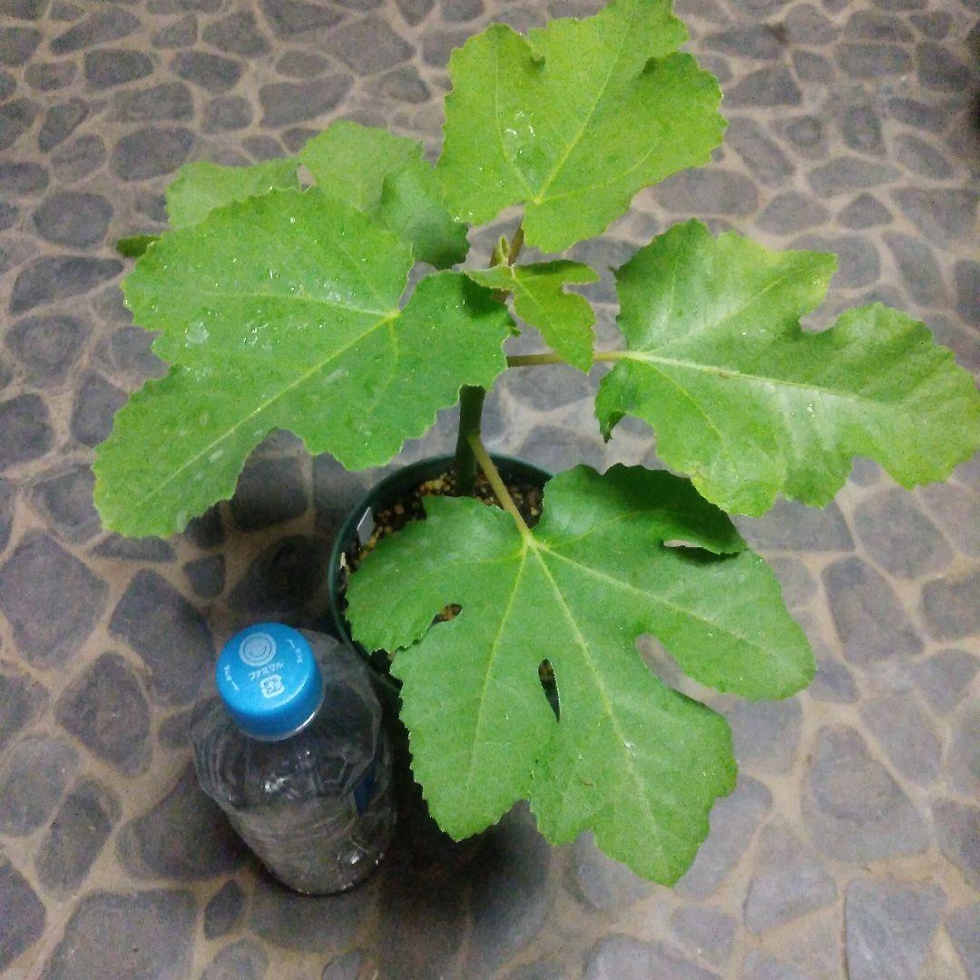 【確認用・・四つ葉のクローバー】