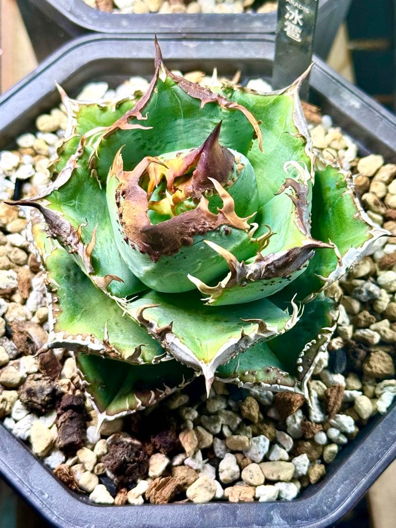 冰雹（ヒョウ）　アガベ