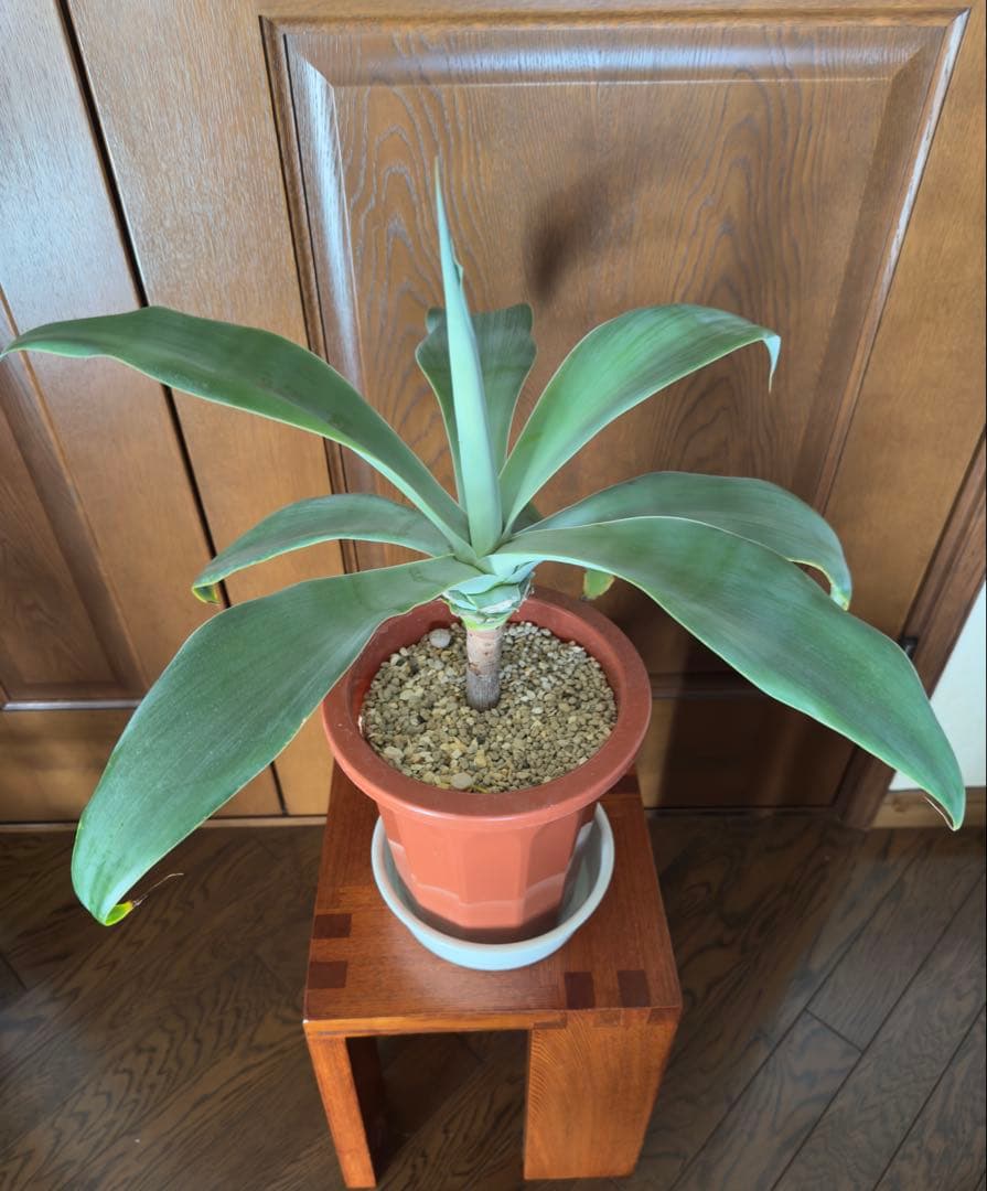 アガベ アテナータ ボーチンブルー　幹立ち7号鉢 美樹形 希少