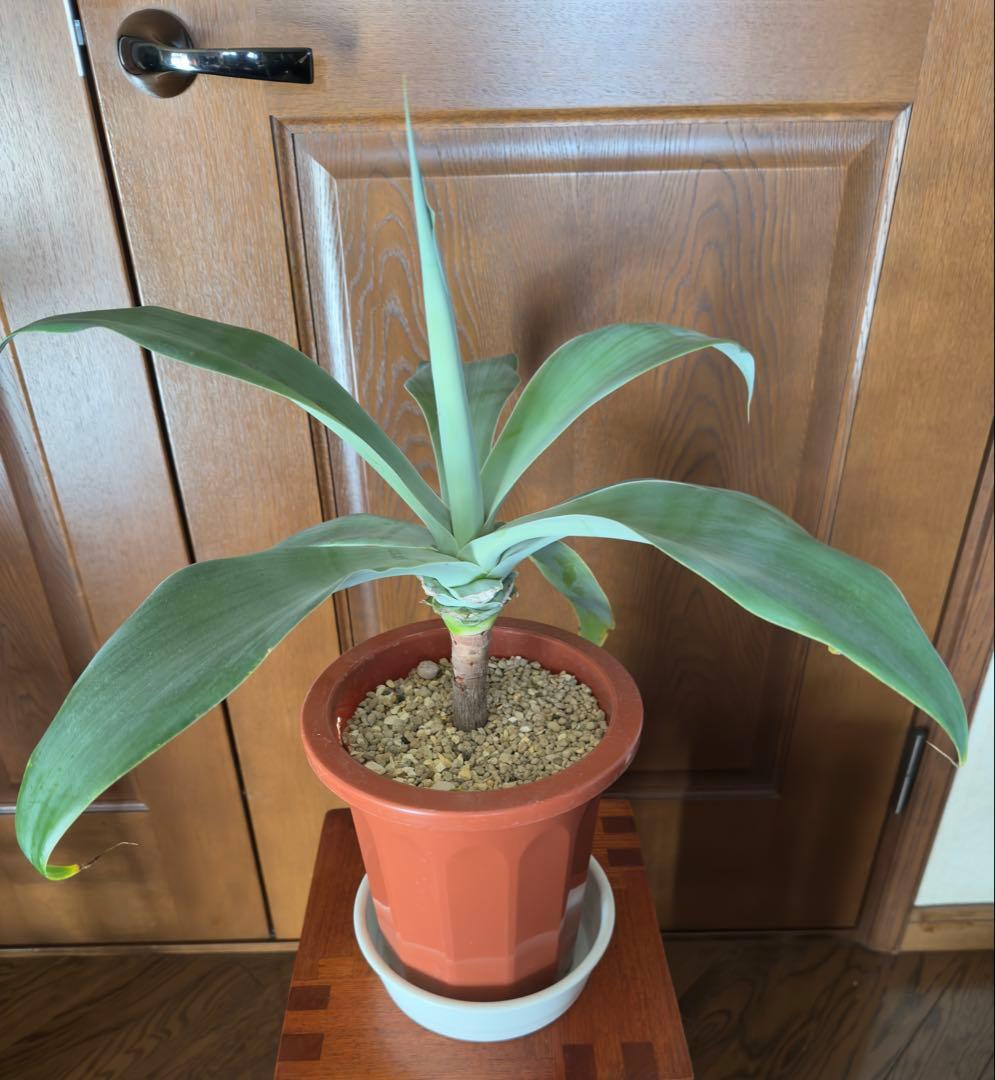 アガベ アテナータ ボーチンブルー　幹立ち7号鉢 美樹形 希少