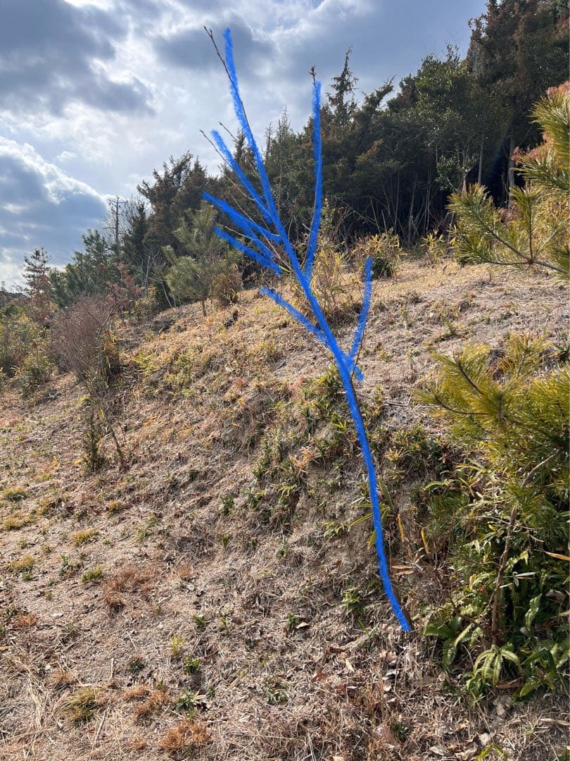 現品　山桜　ヤマザクラ　特大苗　2.2mほど　山採り