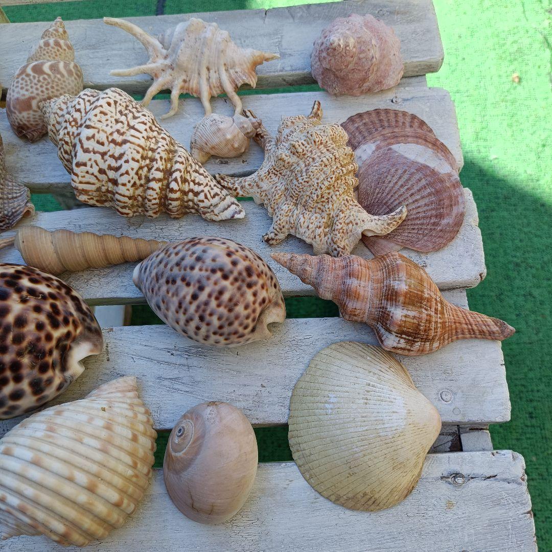 貝殻セット ホシタカラガイ ほら貝など