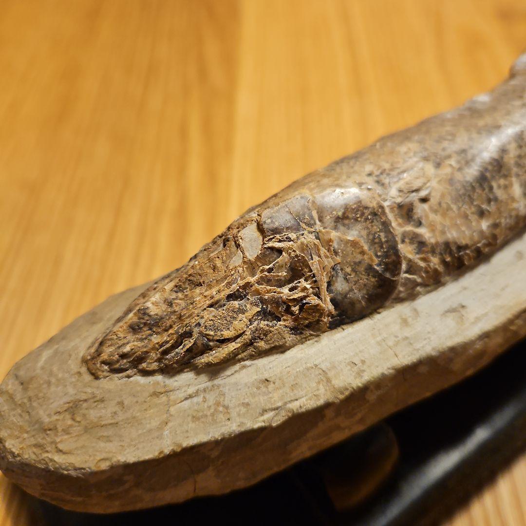 ラコレピス 結晶化の進んだ魚類の化石 台座付き