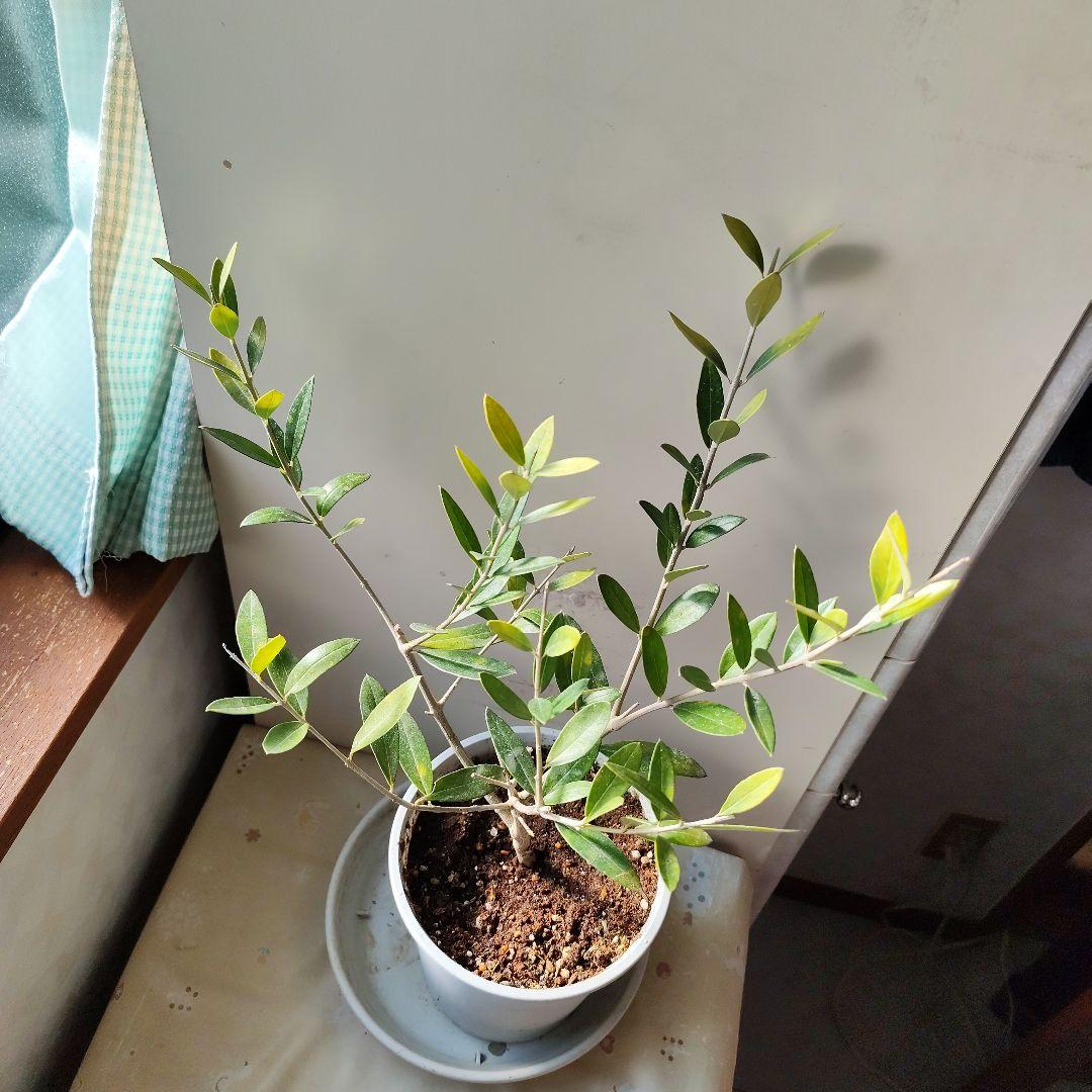 ご予約用オリーブの苗※レッチーノ