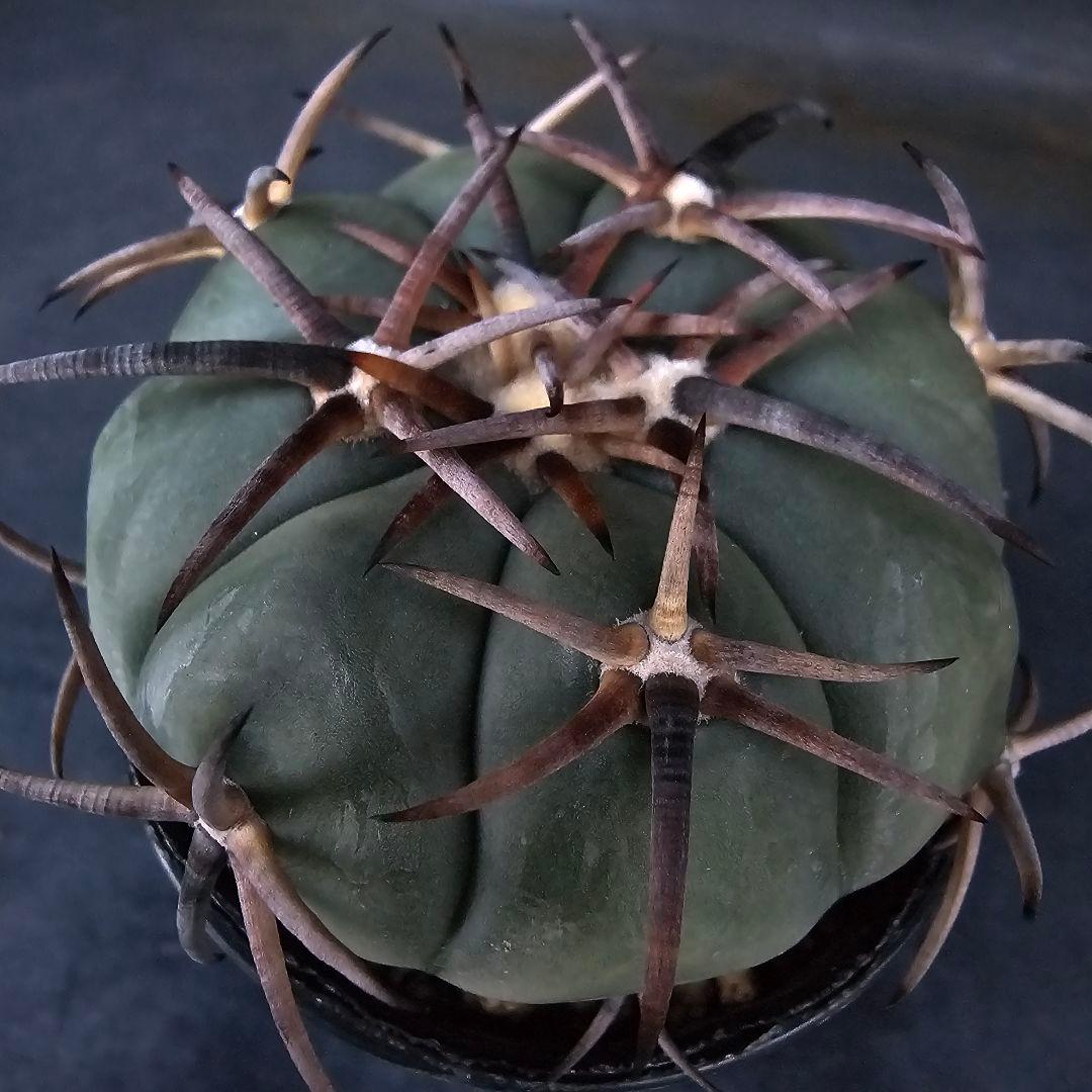 メルカリ便発送☆サボテン エキノカクタス属 雷帝×花王丸(実生苗です)