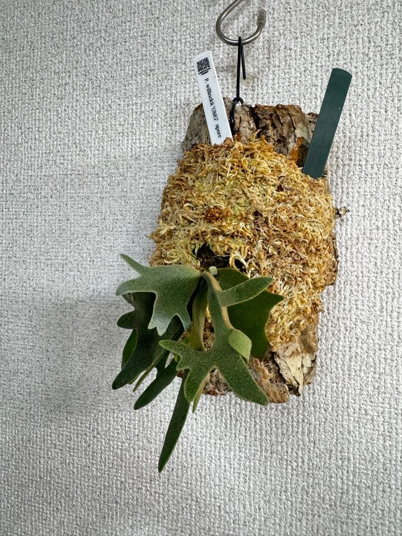 P. willinckii 'OMG'spore コルク　ビカクシダ　緑