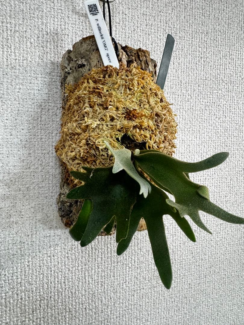 P. willinckii 'OMG'spore コルク　ビカクシダ　緑