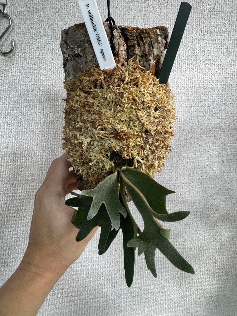 P. willinckii 'OMG'spore コルク　ビカクシダ　緑