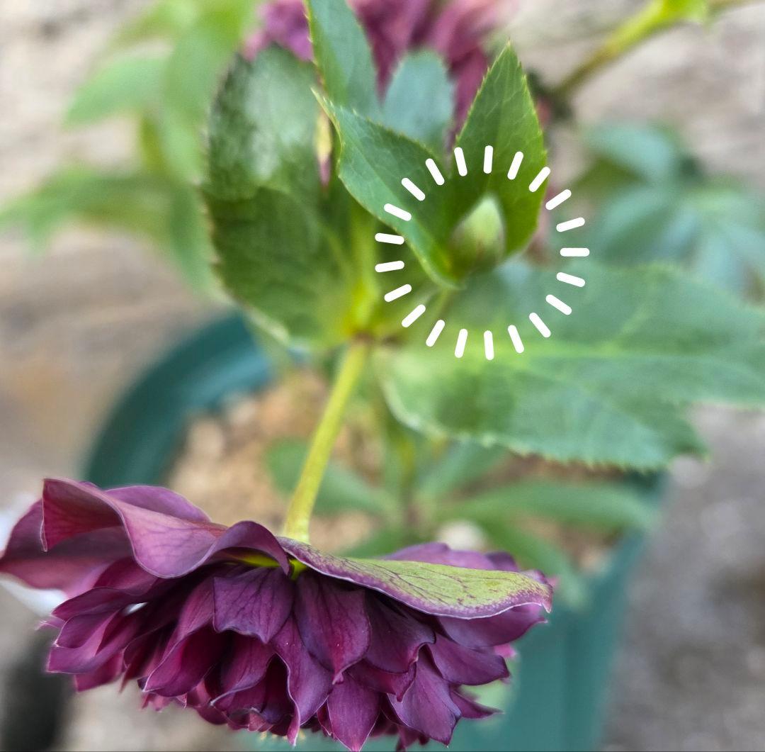 クリスマスローズ　クレオパトラ