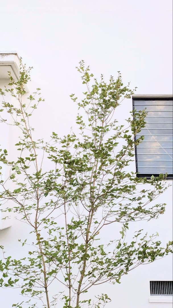 3mもの。奇跡の山採りミツバツツジ。