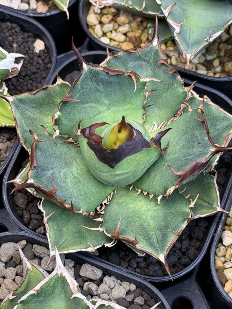 アガベ　オテロイ　実生　選抜