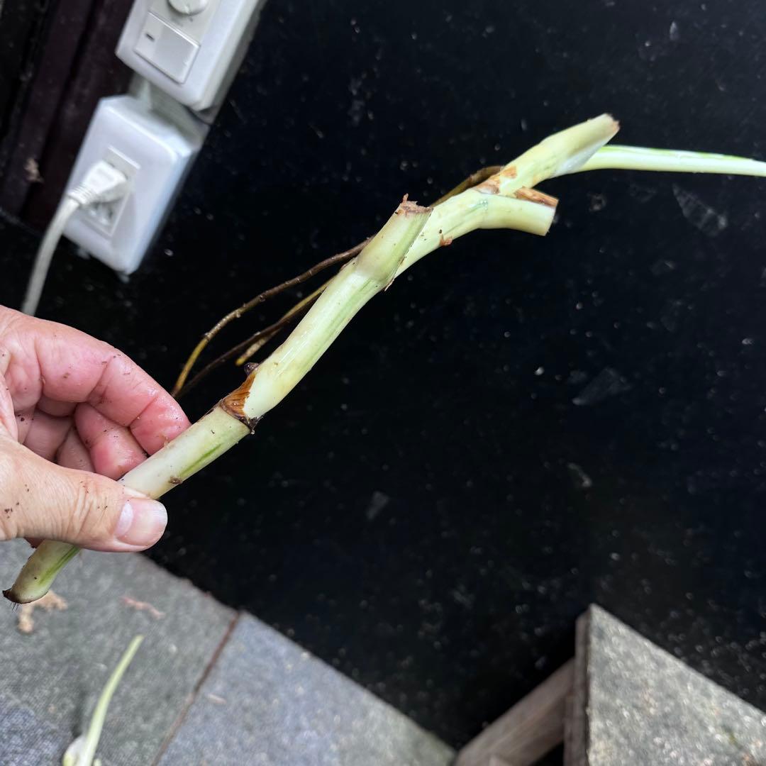 D*e様 斑入りモンステラホワイトタイガー大茎4株おまとめ