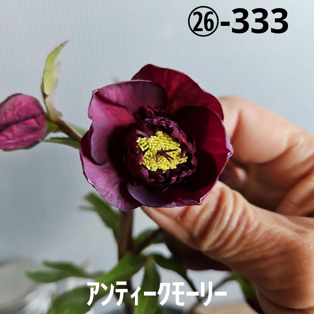 ㉖-333クリスマスローズ