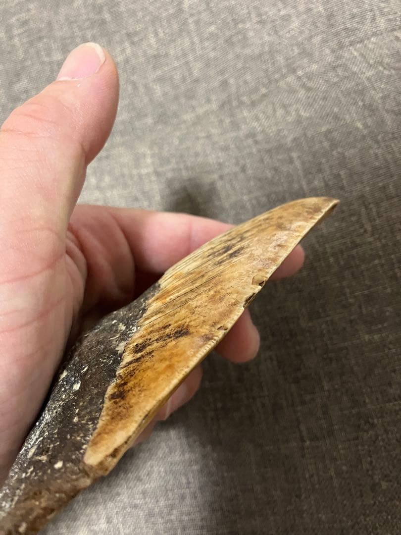 メガロドン　牙　歯　化石