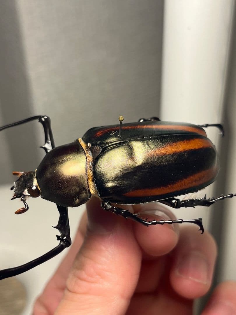 【手長黄金最高峰】セスジドウナガテナガコガネ ♂標本 プラチナコガネ ウグイスコ