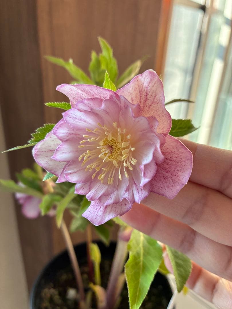 ♡広瀬園芸♡ 横向きホワイトピンクゴールド