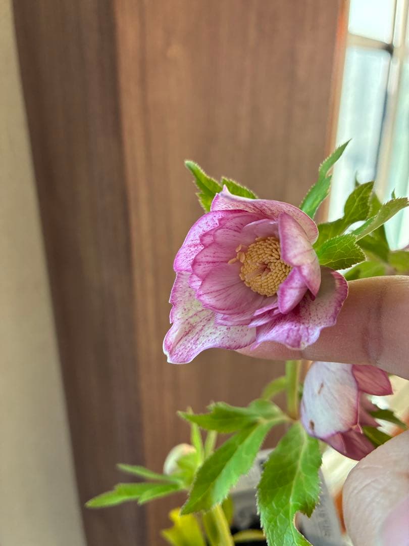 ♡広瀬園芸♡ 横向きホワイトピンクゴールド